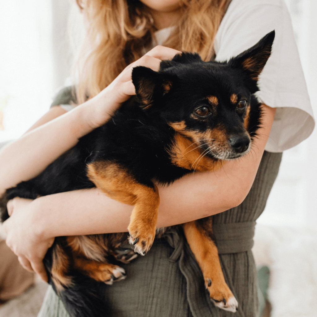 Parásitos internos en mascotas: Guía para una desparasitación consciente