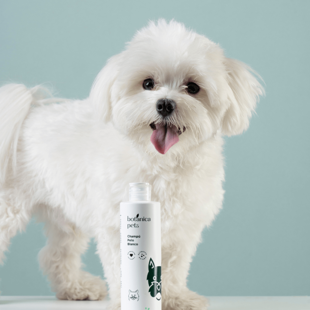 The Good Routines: Pelo Blanco
