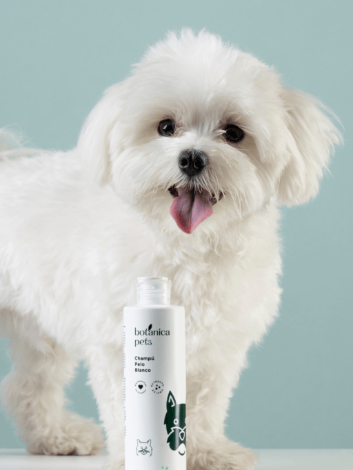 The Good Routines: Pelo Blanco