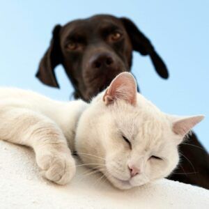 The Good Routines: Antiage