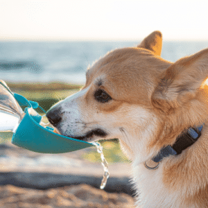 4 consejos para viajar con tu mascota en coche