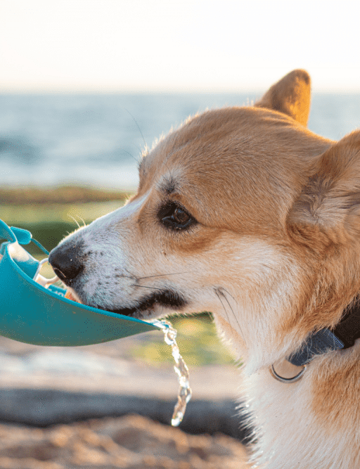 Signos de deshidratación en tu mascota: síntomas y cómo tratarlos