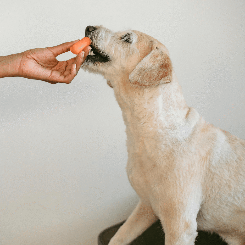 Alimentación canina: ¿cuál elegir?