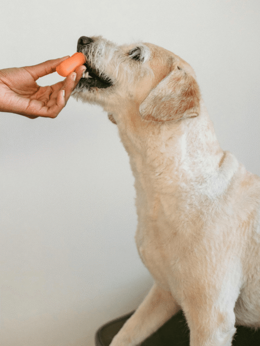 Alimentación canina: ¿cuál elegir?