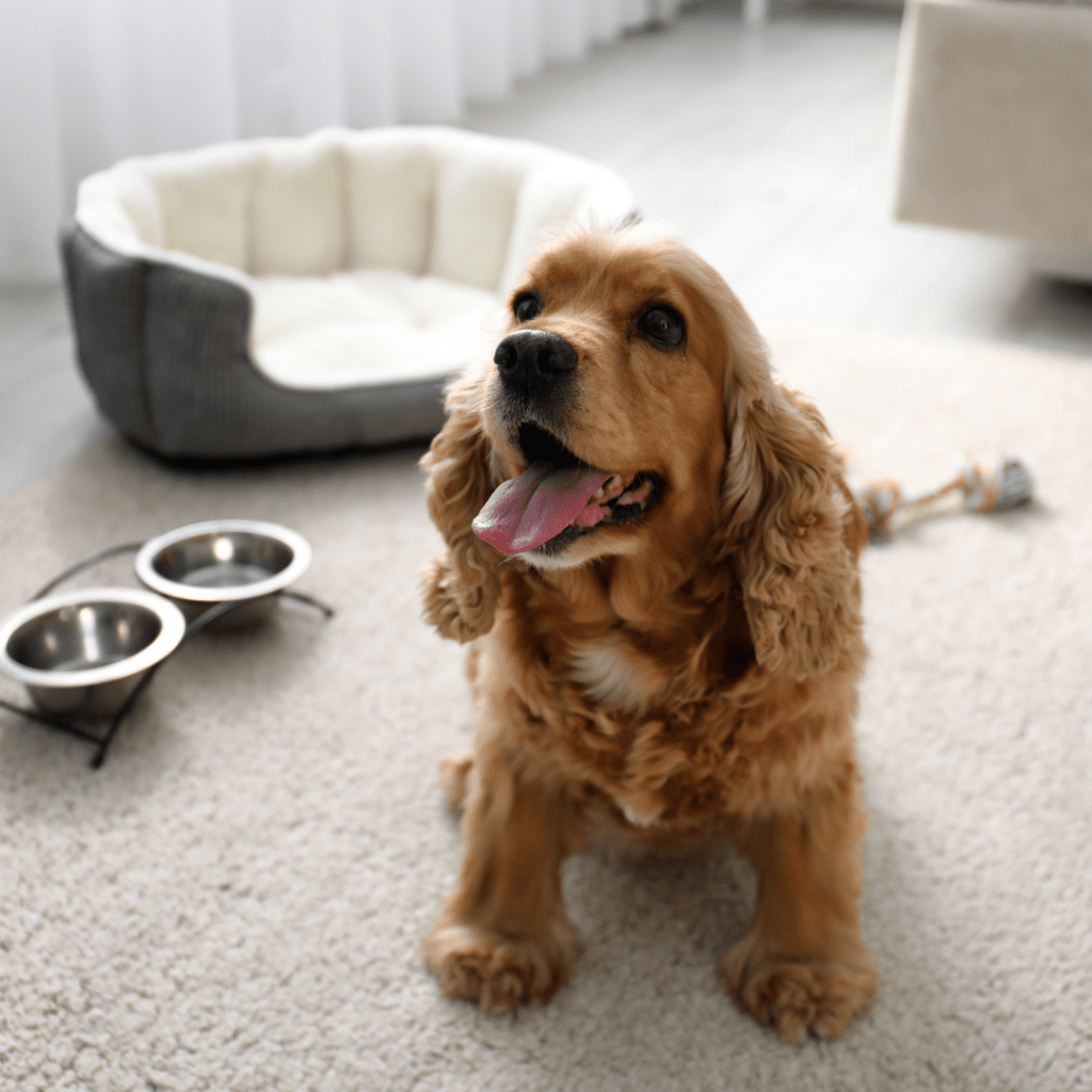 Cómo elegir hotel o residencia canina para tu peludo