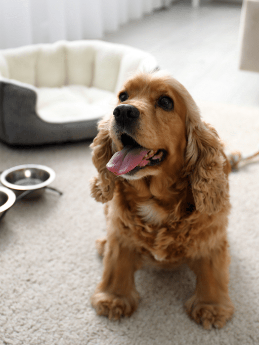 Cómo elegir hotel o residencia canina para tu peludo