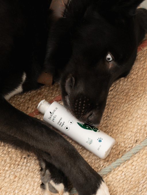 The Good Routines: Pelo Negro