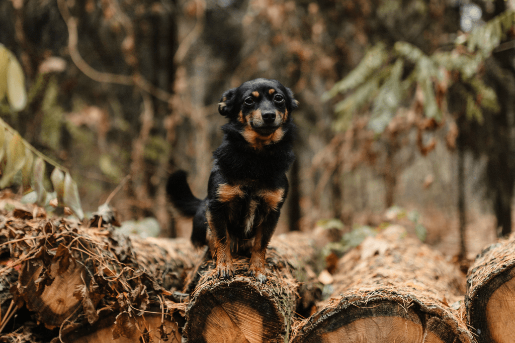 resfriados mascotas