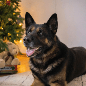 ¿El mejor regalo de Navidad? Una piel fabulosa en dos pasos