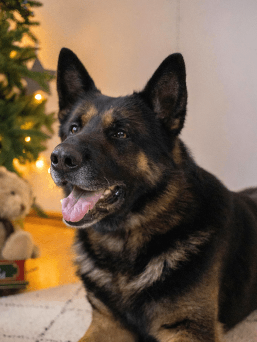 Ideas de regalos de navidad para mascotas