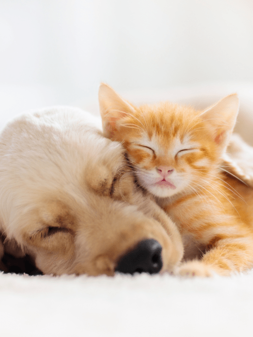 Guía de bienestar para cachorros y gatitos