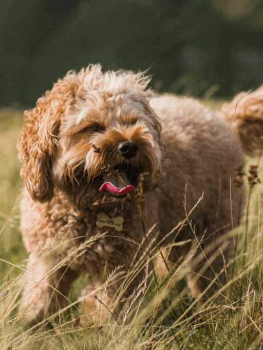 4 suplementos para la piel y pelaje de tu mascota