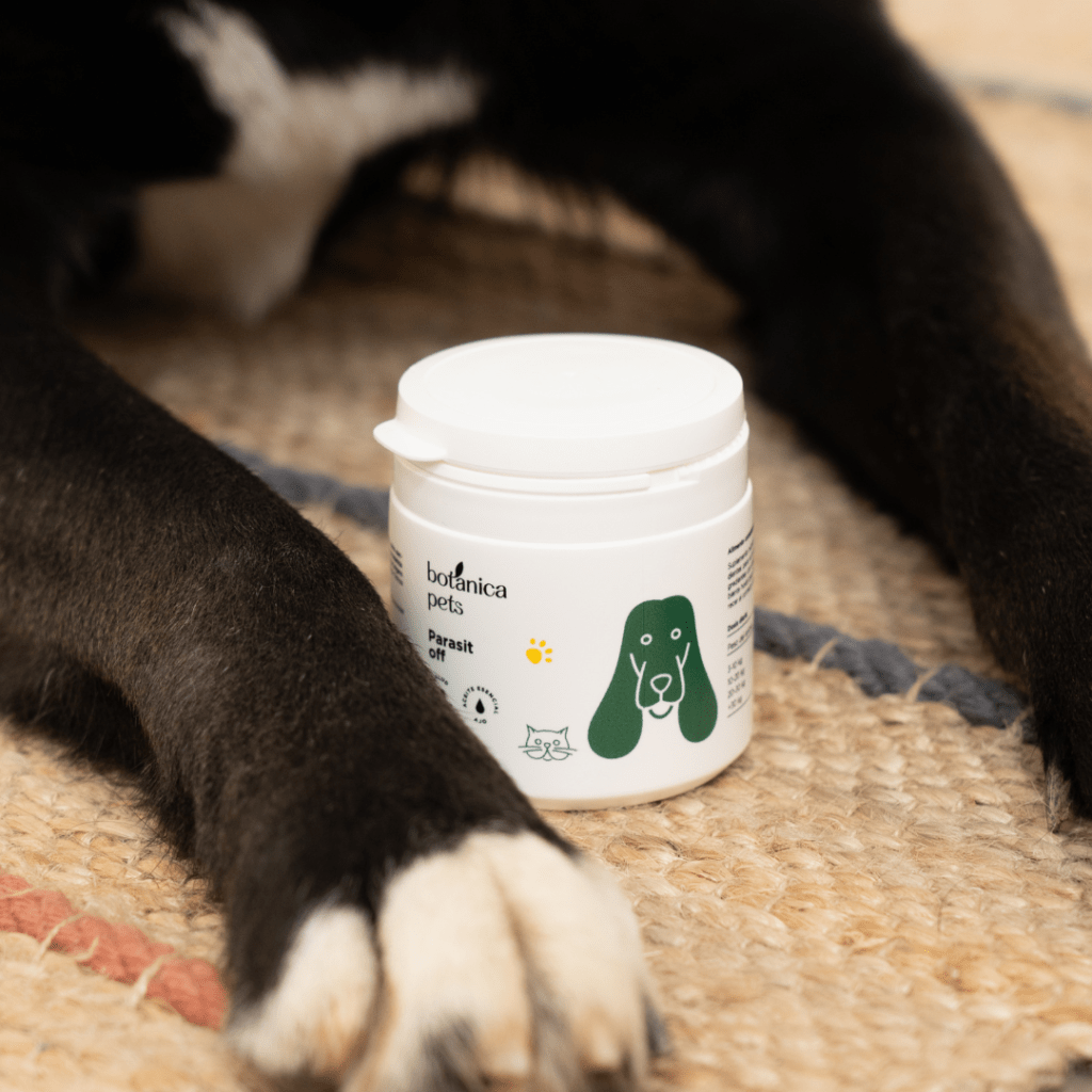¿Cómo prevenir los parásitos en mascotas?