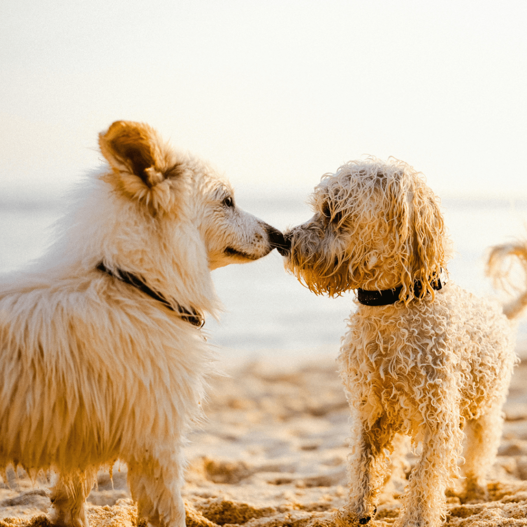 3 cuidados clave para tu mascota en verano