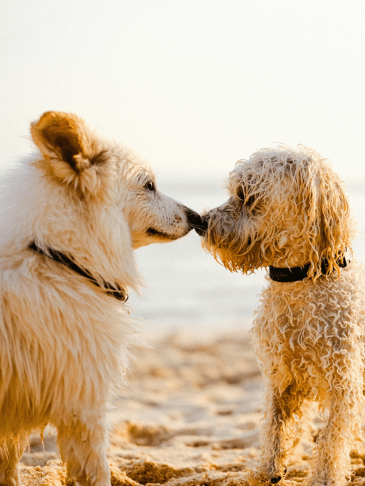 3 cuidados clave para tu mascota en verano