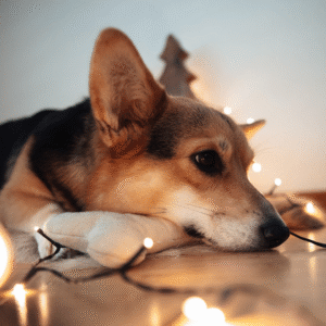 Suplementos para una Navidad feliz