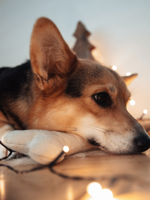 Estrés y mascotas en Navidad ¿Cómo ayudarles?