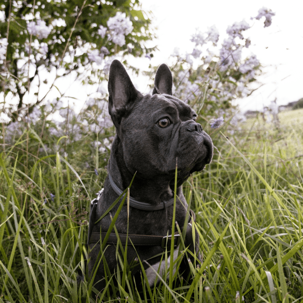 Primavera sin parásitos: protege a tu mascota