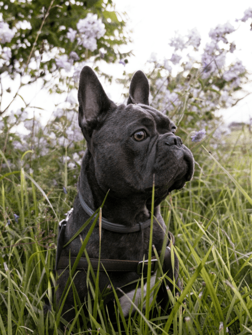 Primavera sin parásitos: protege a tu mascota