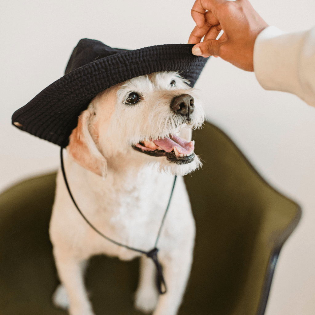 Vacaciones sin estrés: cómo relajar a tu mascota