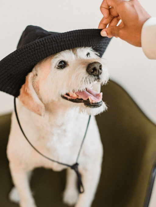 Vacaciones sin estrés: cómo relajar a tu mascota