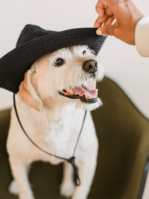 Vacaciones sin estrés: cómo relajar a tu mascota