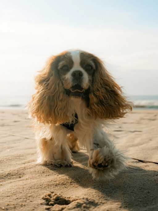 Cuidados de verano para mascotas: guía de bienestar natural
