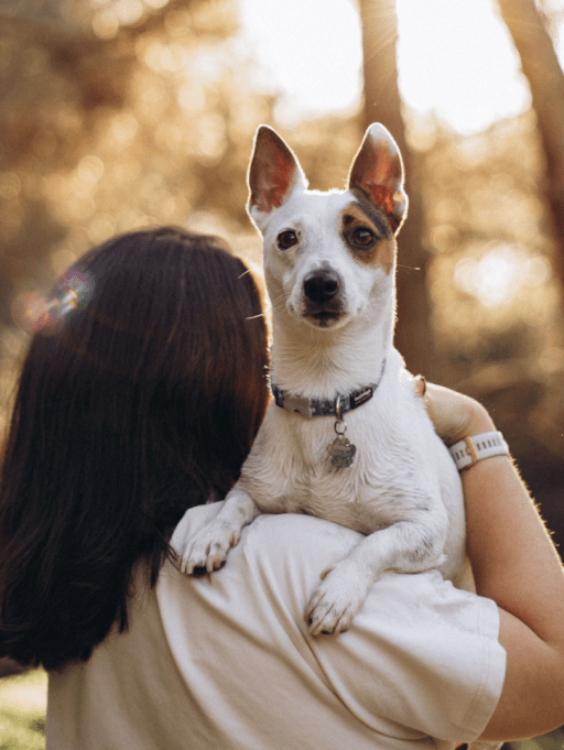 Vuelta a la rutina: Higiene para mascotas
