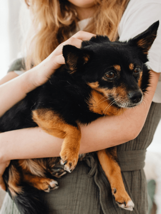 Parásitos internos en mascotas: Guía para una desparasitación consciente
